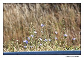 IMG_2448