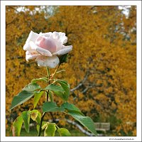 IMG_20231028_150849
