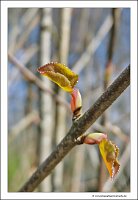 IMG_20240318_110611