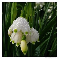 IMG_20240318_113244