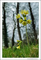 IMG_20240318_115101
