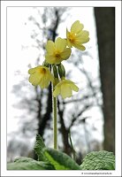 IMG_20240318_132344