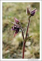 IMG_20240427_110253