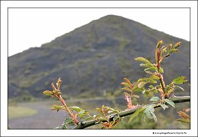 IMG_20240427_141153