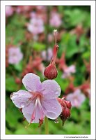 IMG_20260518_132550